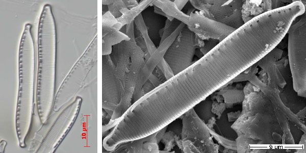 Hantzschia amphioxys clone, used for barcoding