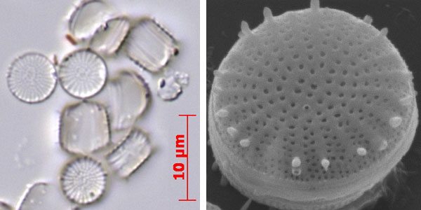 Stephanodiscus minutulus