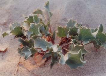 Stranddistel